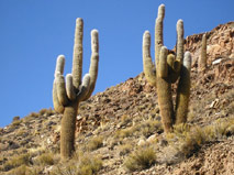 Quebrada de Humahuaca - Adventure to Atacama and La Quebrada de Humahuaca, trekking with Patagonia Adventure Trip at North of Chile and Argentina