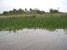 Ibera Swamps - Outdoor travel adventure with Patagonia Adventure Trip at Corrientes, Argentina