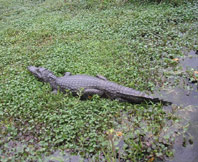 Ibera Swamps - Outdoor travel adventure with Patagonia Adventure Trip at Corrientes, Argentina