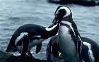 Penguins at Peninsula Valdes - Patagonia Adventure Trip