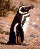 Penguins at Peninsula Valdes - Patagonia Adventure Trip