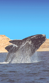 Whales at Peninsula Valdes - Patagonia Adventure Trip